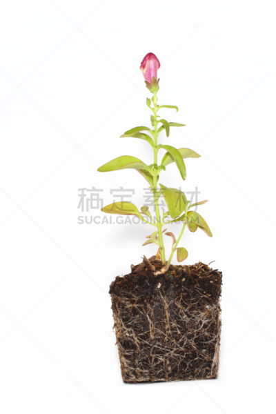 金鱼草,自然,垂直画幅,留白,绿色,根部,无人,泥土,仅一朵花,影棚拍摄