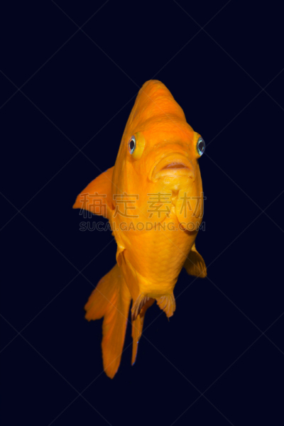 深红高雀鲷,色彩鲜艳,暗色,海洋生命,橙色,加利福尼亚,生物,动物,雀鲷,人的眼睛