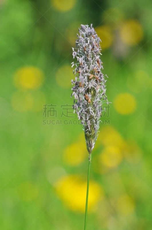 垂直画幅,风,人的头部,无人,挪威,花粉,草,特写,摄影,过敏