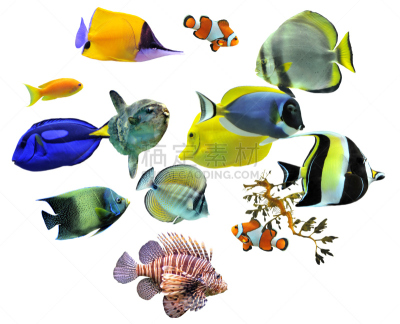 动物群,鱼类,可蓝神仙鱼,黄镊口鱼,粉蓝颊纹鼻鱼,moorish idol,黄高鳍粗皮鲷,海马,翻车鱼,细鳞白鲳
