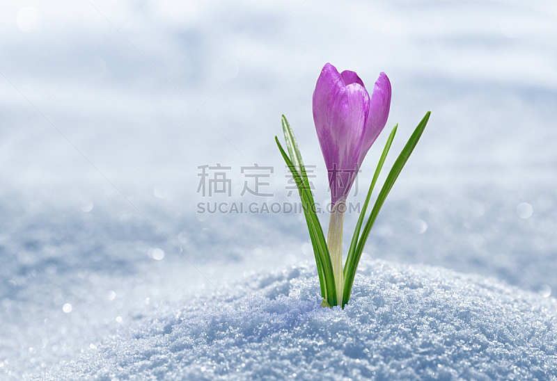 雪,番红花属,自然,寒冷,水平画幅,无人,户外,野生植物,特写,仅一朵花