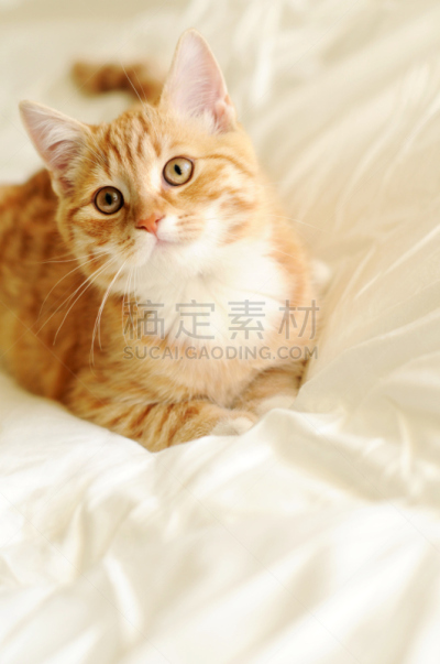 小猫,红色,姜黄色的猫,垂直画幅,美,美人,特写,看,猫,短毛猫