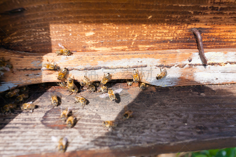 蜂箱,花粉,蜜蜂,那波利甜点,昆虫群,beekeeper,蜂蜡,养蜂,梳子,美