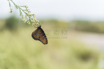 蝴蝶,格兰德河山谷,动物迁徙,水平画幅,德克萨斯,墨西哥湾沿岸国家,昆虫,迁徙,摄影,吃