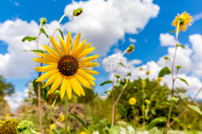 俄克拉荷马,特写,野生植物,向日葵,俄勒冈雏菊,Common Sunflower,草原,向日葵籽,天空