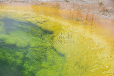 晨辉池,嗜热生物,海洋热液喷口,上喷泉盆地,旋花植物,温泉,黄石公园,怀俄明,美国西部,美国