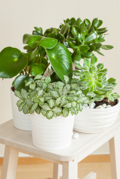 室内植物,白色,玉树,景天科拟石莲花属植物,锅,垂直画幅,发财树,枝繁叶茂,无人,干净
