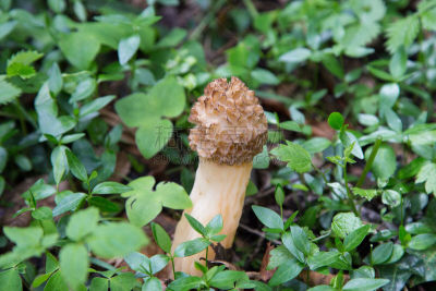 羊肚菌,褐色,水平画幅,素食,无人,苔藓,生食,夏天,户外,草