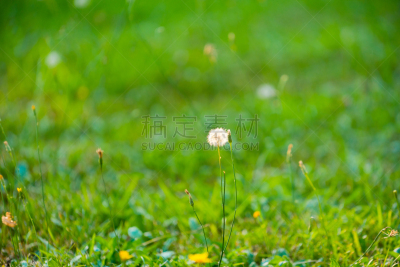 毛绒绒,蒲公英,茎,在之间,绿色,前景聚焦,草,仅一朵花,水平画幅,无人