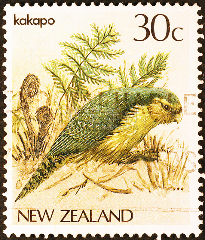 新西兰,鹦鹉,特有物种,自然,垂直画幅,无人,动物,鸟类,摄影
