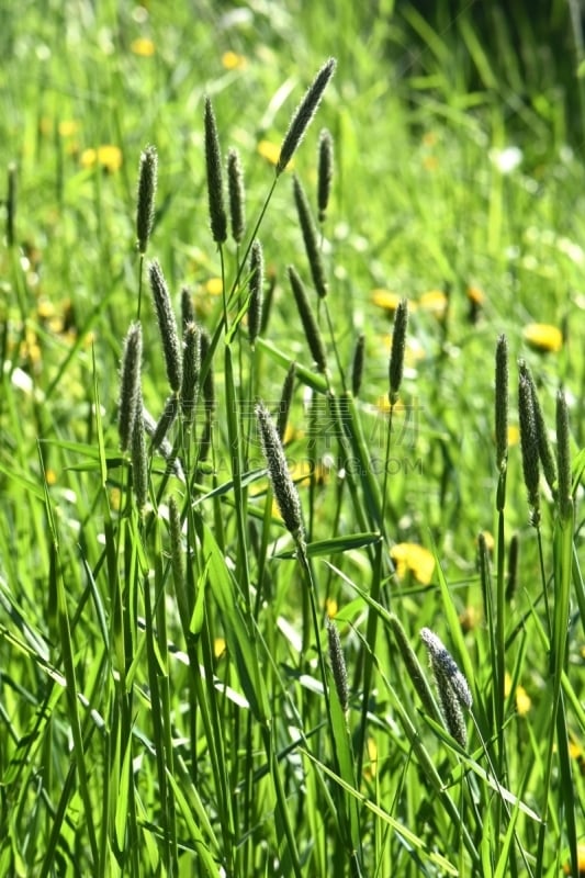 田地,自然,垂直画幅,美,草地,绿色,无人,夏天,户外,野生植物