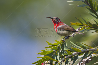 尼泊尔,太阳鸟,红色,人老心不老,水平画幅,鸟类,野外动物,金属,泰国,蜂鸟