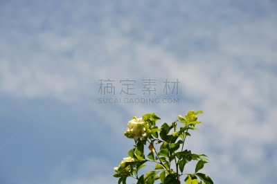 天空,月橘,背景,公园,风,芳香的,水平画幅,无人,半空中,轻轻浮起