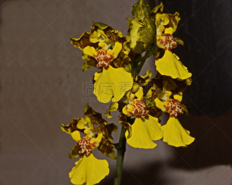 文心兰,兰花,自然美,黄色,圣卡塔琳娜,自然,美,休闲活动,水平画幅,无人