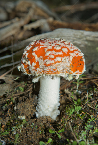 毒蝇菇,垂直画幅,褐色,花园矮人雕像,无人,户外,生物学,草,特写,生长