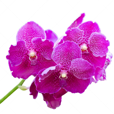 自然美,兰花,紫色,分离着色,华丽的,背景分离,热带气候,浪漫,杂色的,易腐