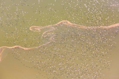 里夫特谷,小火烈鸟,航拍视角,肯尼亚,羊群,在上面,小的,湖,水,气候