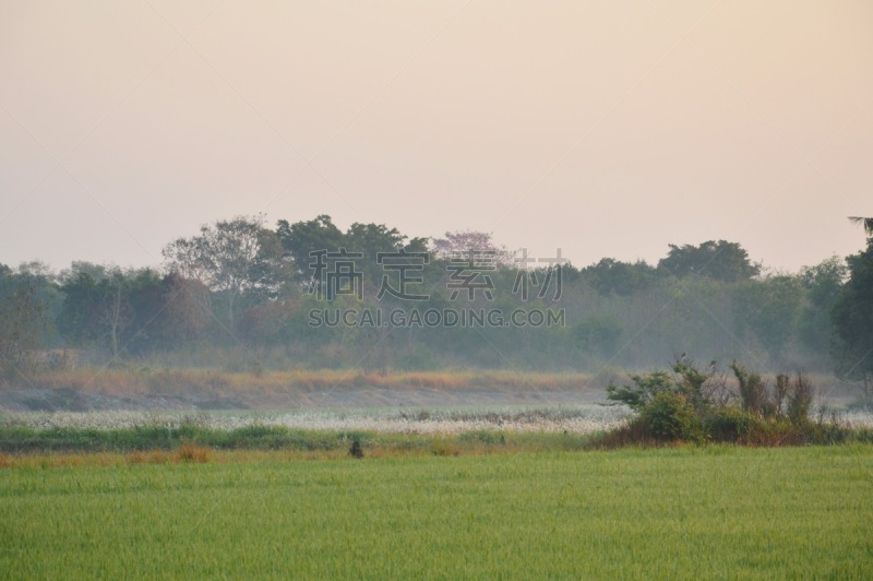 田地,雾,水没脚踝,自然,天空,水平画幅,景观设计,无人,户外,植物