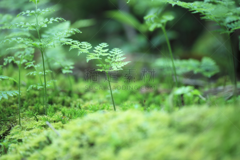 苔藓,自然,九州,水平画幅,绿色,地形,无人,日本,屋久岛,材料