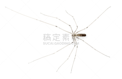 高视角,白色背景,蜘蛛,无脊椎动物,褐色,野生动物,水平画幅,生物,无人,全身像