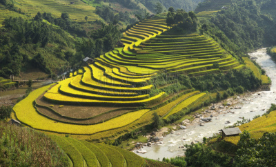 田地,越南,稻,梯田,莱州,越南北河,沙坝,老街省,水平画幅,山