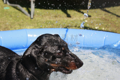 迷你腊肠犬,狗咬狗比赛,腊肠犬,热狗,水,纯种犬,水平画幅,小的,进行中,嬉戏的