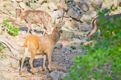 brow-antlered deer,轴鹿,公园,褐色,水平画幅,野外动物,户外,草,泰国,哺乳纲