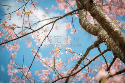 天空,樱桃,蓝色,野生植物,雾,背景,早期力士曼樱桃,美,水平画幅,樱花