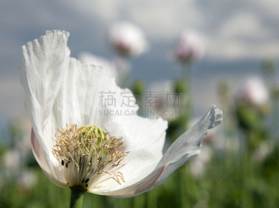 花朵,大特写,心皮,春季系列,开花时间间隔,雄蕊,农作物,白色,植物学,花头