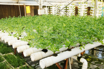 芹菜,园艺,附生植物,农业,蔬菜,小屋,清新,环境,食品,技术