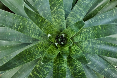 植物,凤梨科植物,背景,水,美,外立面,水平画幅,高视角,无人,美洲