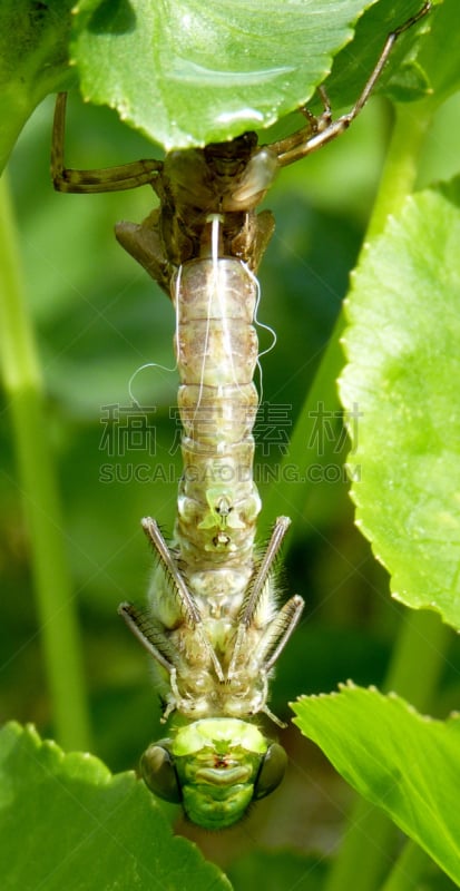 Southern Hawker Dragonfly,垂直画幅,蜻蜓,池塘,幼虫,无人,户外,昆虫,显现,摄影