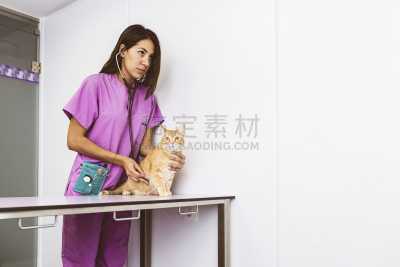 猫,兽医,可爱的,自然美,办公室,水平画幅,科学,制服