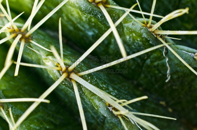 针叶,桶仙人掌,水平画幅,绿色,荆棘,尖利,室内,植物,环境保护