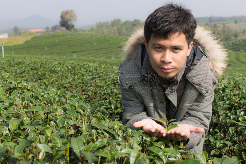 茶树,亚洲,男人,白茶,金马仑高原,红茶,选择对焦,水平画幅,枝繁叶茂,户外