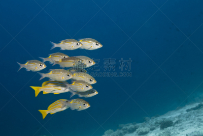 黄尾笛鲷,笛鲷,水,水平画幅,水下,野外动物,夏天,礁石,热带气候,水生动植物