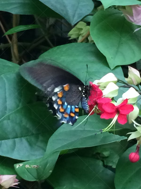 pipevine swallowtail butterfly,自然,垂直画幅,美国,无人,蓝色,夏天,黑色,自然美,宾夕法尼亚