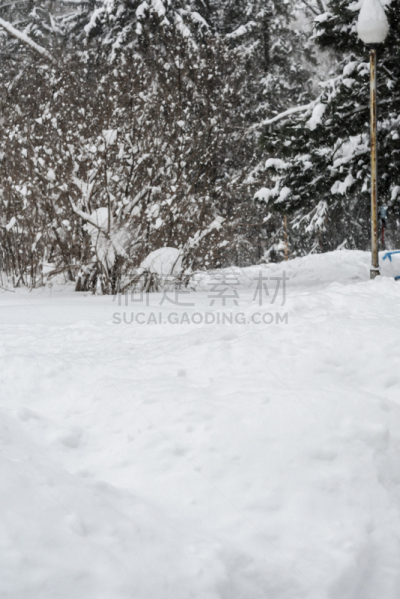 雪,俄罗斯,冬天,地形,森林,大群动物,新西伯利亚,垂直画幅,天空,美