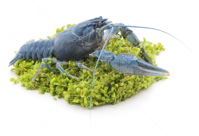 蓝色,自然,生食,海产,背景分离,一个物体,图像,浮萍,一只动物,巨大的