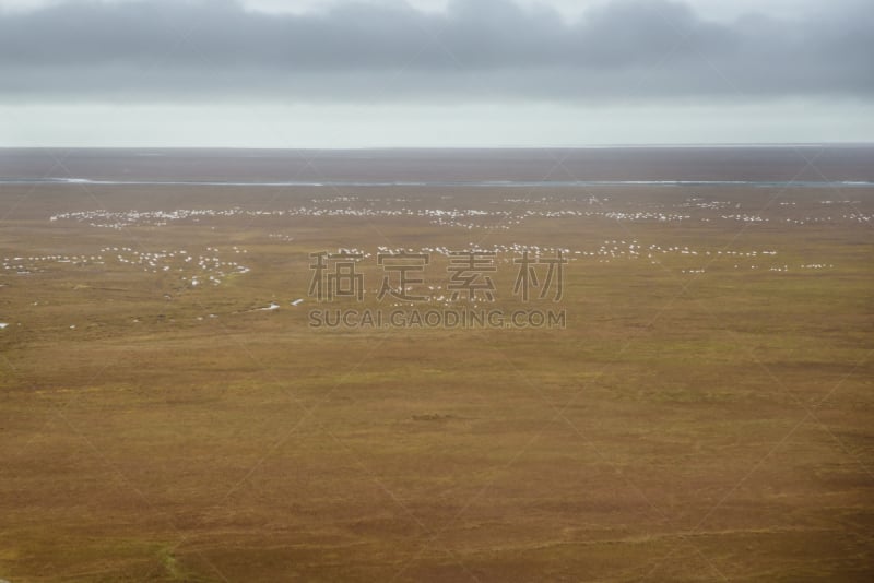 北极国家野生动物保护区,雪雁,秋天,北极,羊群,北冰洋,阿拉斯加,一群鸟,动物迁徙,雁属