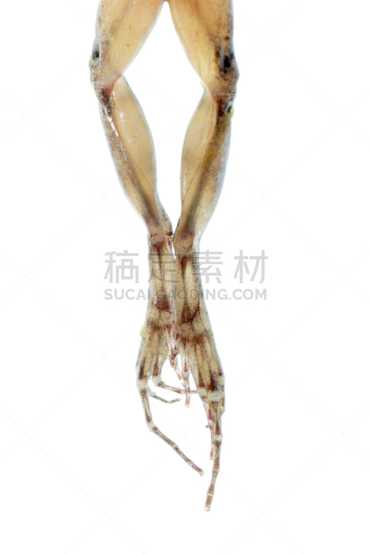 动物腿,青蛙,动物,垂直画幅,动物身体部位,生物学,特写,白色,坐,凝视