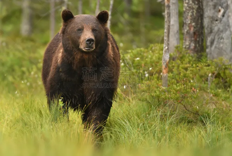 棕熊 褐色 水平画幅 无人 古老的 巨大的 野外动物 夏天 户外 熊图片素材下载 稿定素材