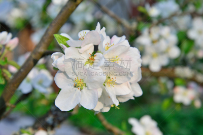 仅一朵花,苹果,枝,白色,基辅州,水平画幅,枝繁叶茂,雄蕊,无人,雌蕊