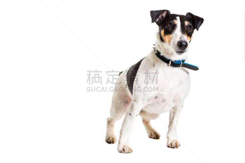 福克斯猎狐犬,分离着色,白色背景,正面视角,拍摄场景,褐色,纯种犬,水平画幅,可爱的,家畜