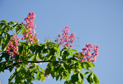 天空,七叶树种子,花朵,公园,水平画幅,无人,五月,夏天,户外,植物