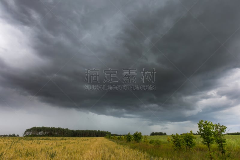 夏天,玉米,在上面,乌云,黑色,田地,暴风雨,气候,水平画幅,无人