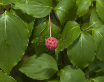 水果,四照花,水平画幅,无人,夏天,叶子,熟的,季节,食品,摄影