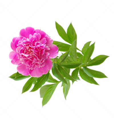 牡丹,粉色,垂直画幅,无人,白色背景,背景分离,白色,植物,花,摄影