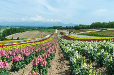 夏天,美瑛町,北海道,多色的,天空,美,公园,里山,水平画幅,山
