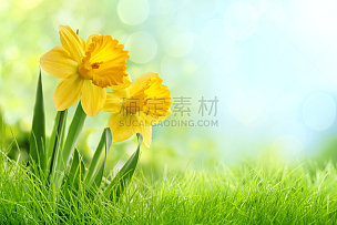 水仙花,自然,复活节,春天,水平画幅,无人,散焦,黄色,户外,草